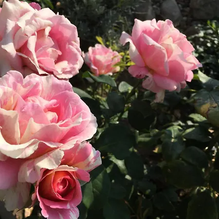 Vierseitenhof Hasenfelde - Feldblick *