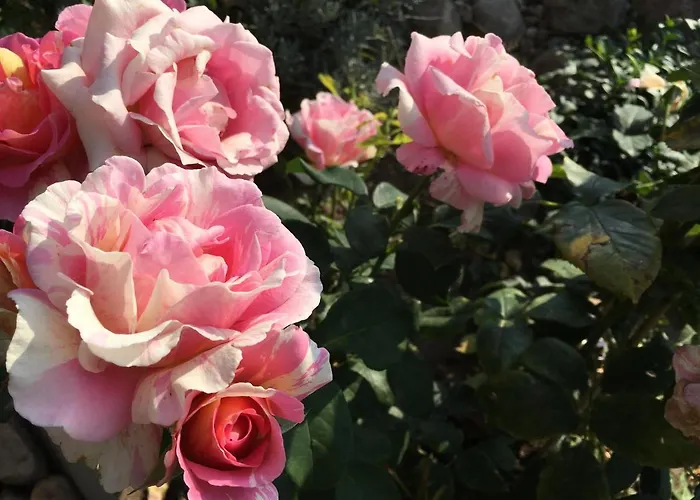 Vierseitenhof Hasenfelde - Feldblick *